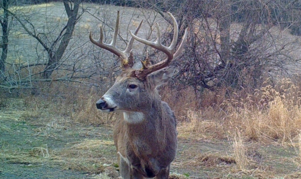 2018 Whitetail Rut Forecast And Hunting Guide | Whitetail Habitat - Deer Rut Map Texas