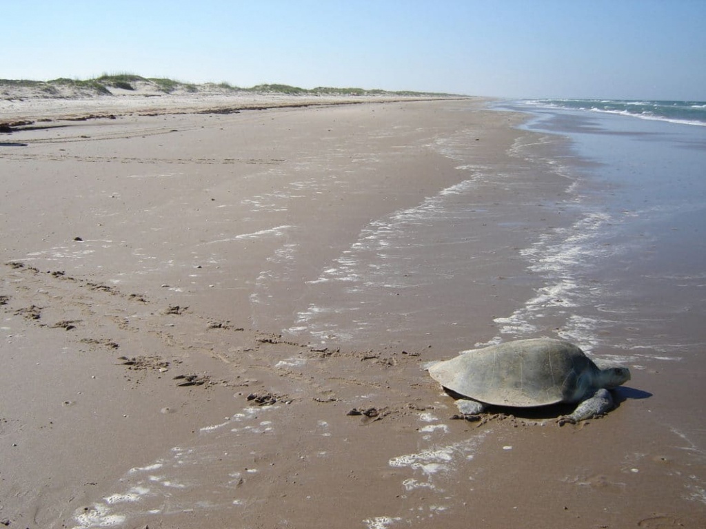 6 Best Beaches In Texas To Beat The Heat - Trekbible - Best Texas Beaches Map