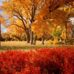 A State By State Guide To Fall Colors   California Fall Color Map