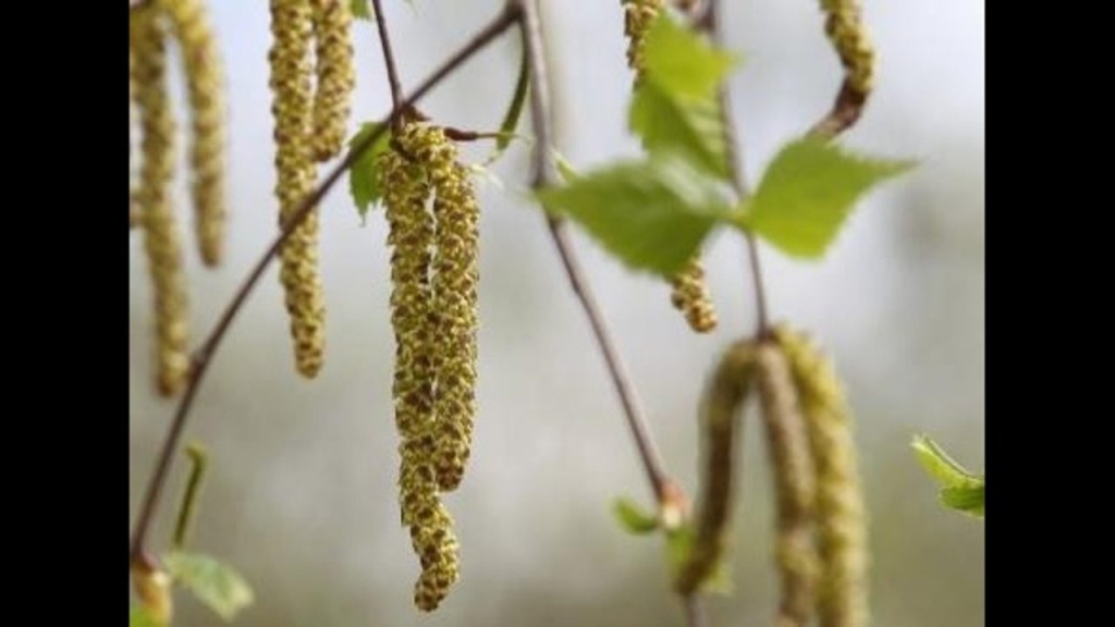 Allergy Sufferers Deal With High Levels Of Pollen In Central Florida - Florida Pollen Map