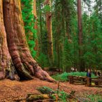 California Redwood Forests: Where To See The Big Trees   Giant Redwood Trees California Map
