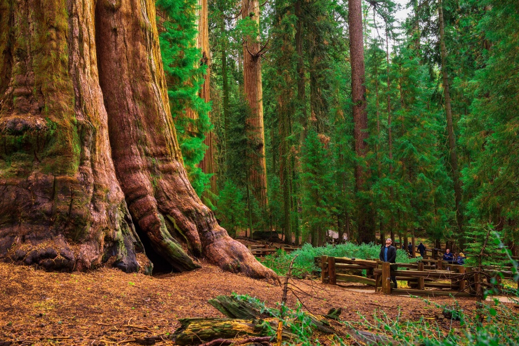 California Redwood Forests: Where To See The Big Trees - Giant Redwood Trees California Map