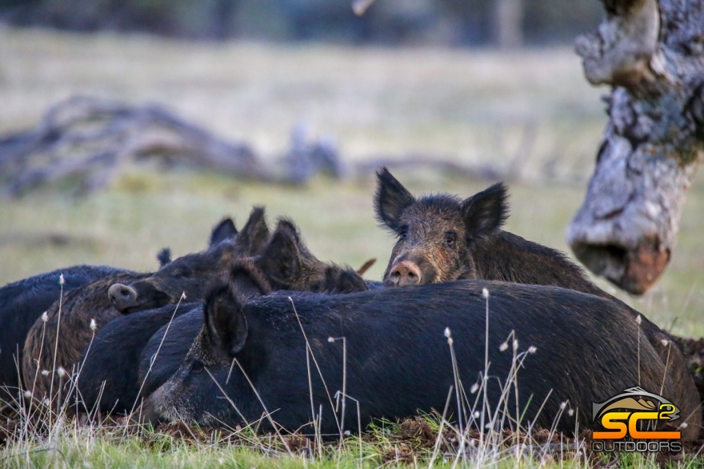 California Wild Pig Hunting Guides | California Wild Pig Hunts - Wild Hogs California Map