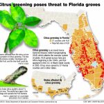 Citrus Greening: Florida's Bittersweet Harvest   Extra   Where Are Oranges Grown In Florida Map