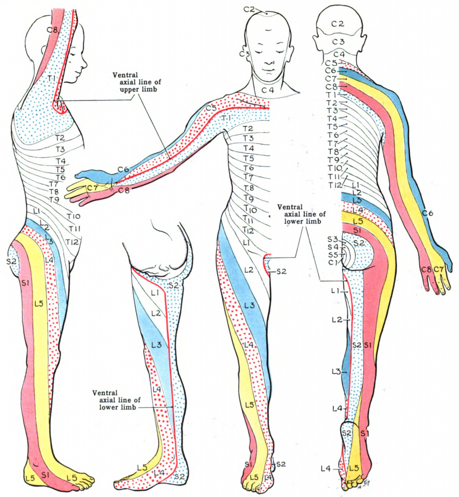 Printable Dermatome Map | Free Printable Maps