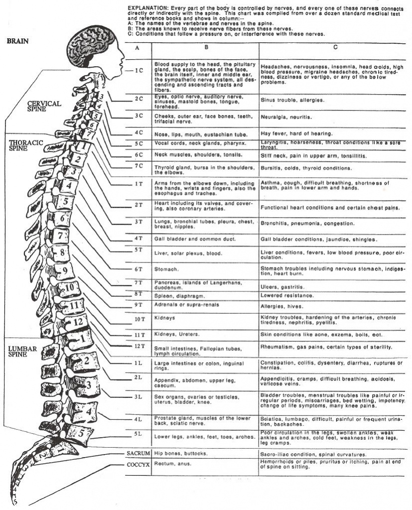 Dermatome Chart Printable | Health | Health, Wellness, Health - Printable Dermatome Map