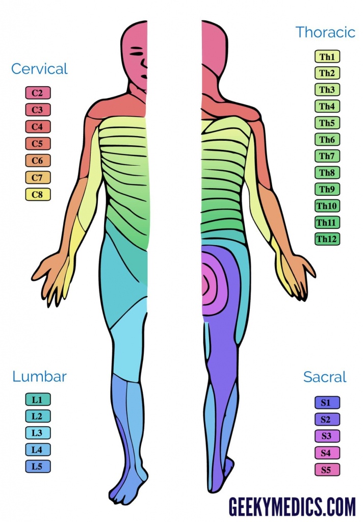 Printable Dermatomes And Myotomes Chart