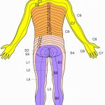Dermatomes Map (89+ Images In Collection) Page 3   Printable Dermatome Map