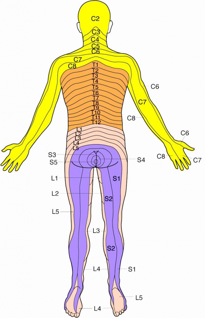 Dermatomes Map (89+ Images In Collection) Page 3 - Printable Dermatome Map