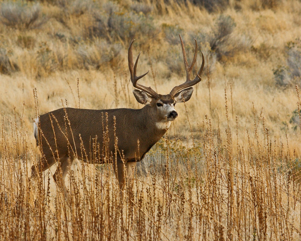 Desert Mule Deer Populations And Value On Private Lands In Texas - Mule Deer Population Map Texas