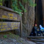 Drive Through A Redwood   Giant Redwood Trees California Map