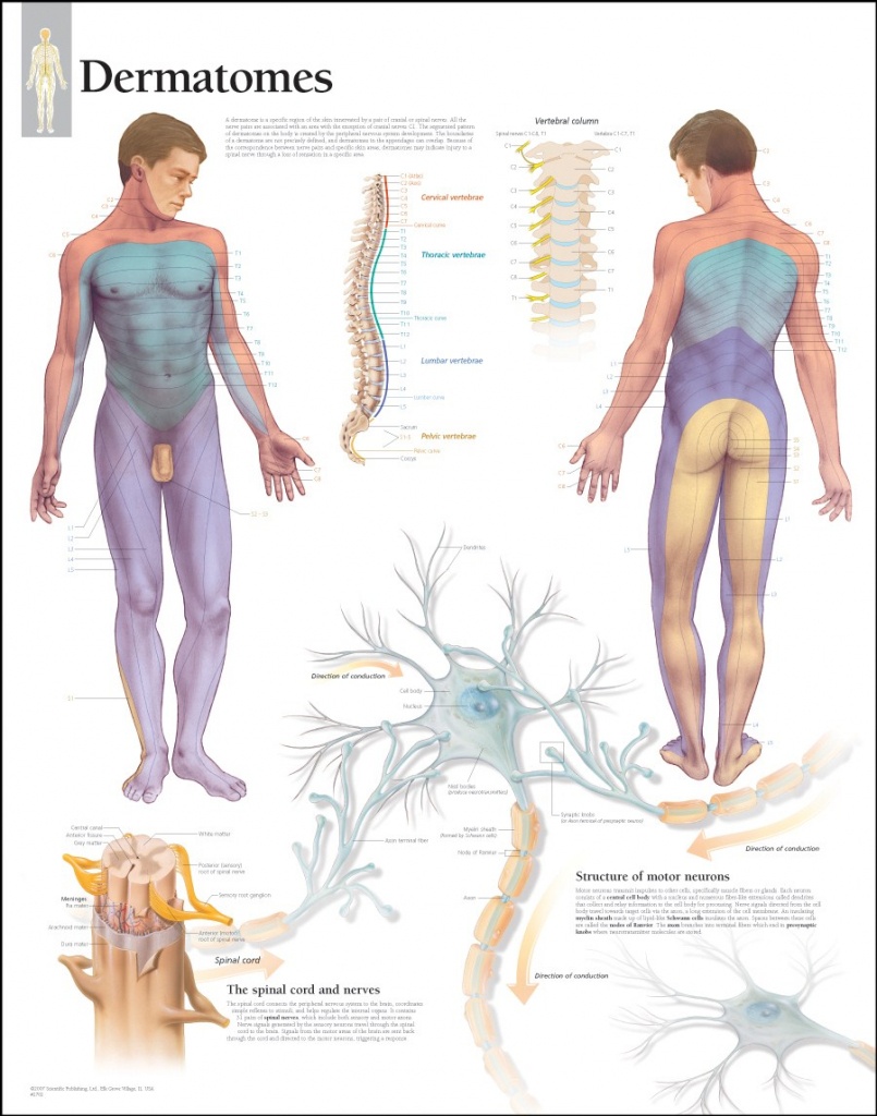 √ Pin Dermatome Chart Printable Welcome On Pinterest - Printable Dermatome Map