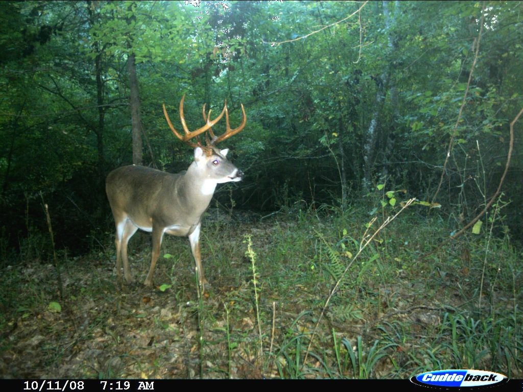 Deer Rut Map Texas | Free Printable Maps