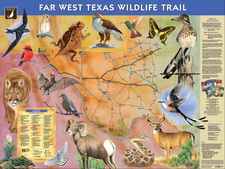 Texas Birding Trail Maps