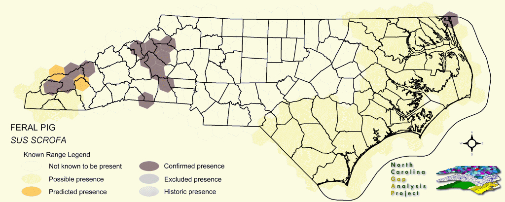 Feral Pig - Wild Hogs California Map