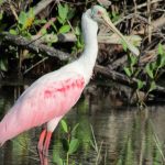 Florida's Birding Passion   Great Florida Birding Trail Map