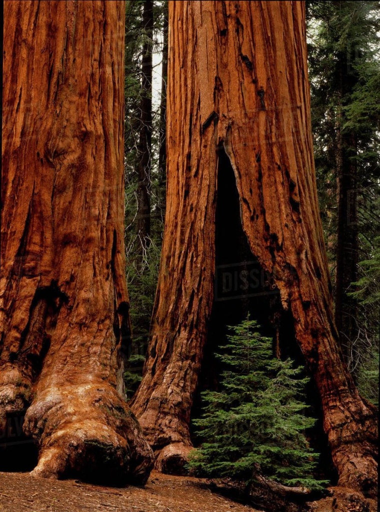 Giant Redwood Trees Of Sequoia National Park | World-Building In - Giant Redwood Trees California Map