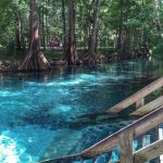 Ginnie Springs In High Springs, Florida | Road Trippin   Natural Springs Florida Map
