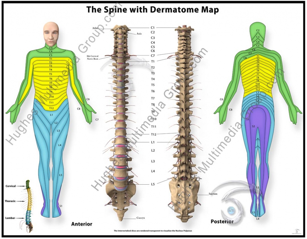 Printable Dermatome Chart