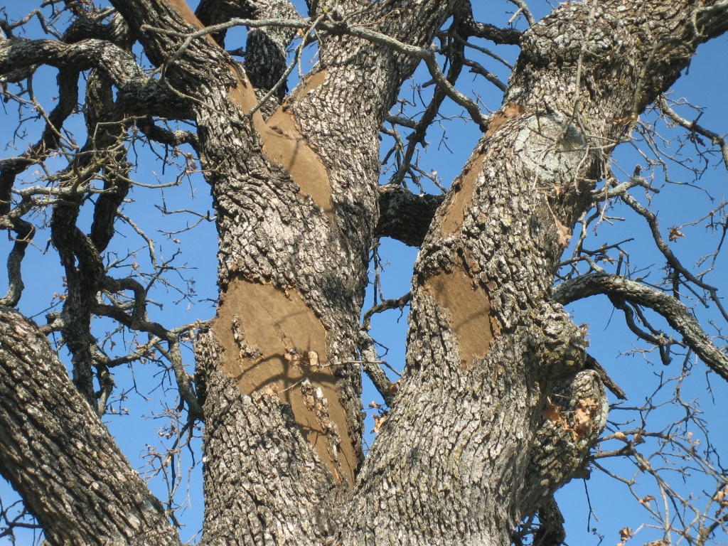 Manage Forests And Land | Diseases Tfs - Oak Wilt Texas Map