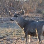 Mule Deer — Texas Parks & Wildlife Department   Mule Deer Population Map Texas