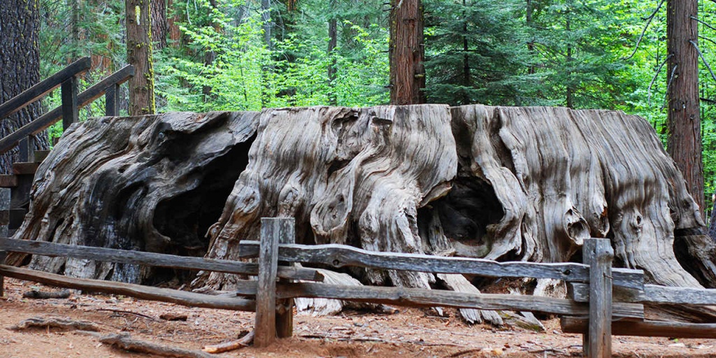 Places To See Big Trees | Visit California - Giant Redwood Trees California Map