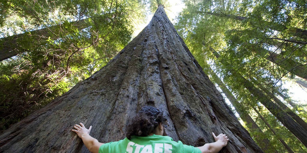 Places To See Big Trees | Visit California - Giant Redwood Trees California Map