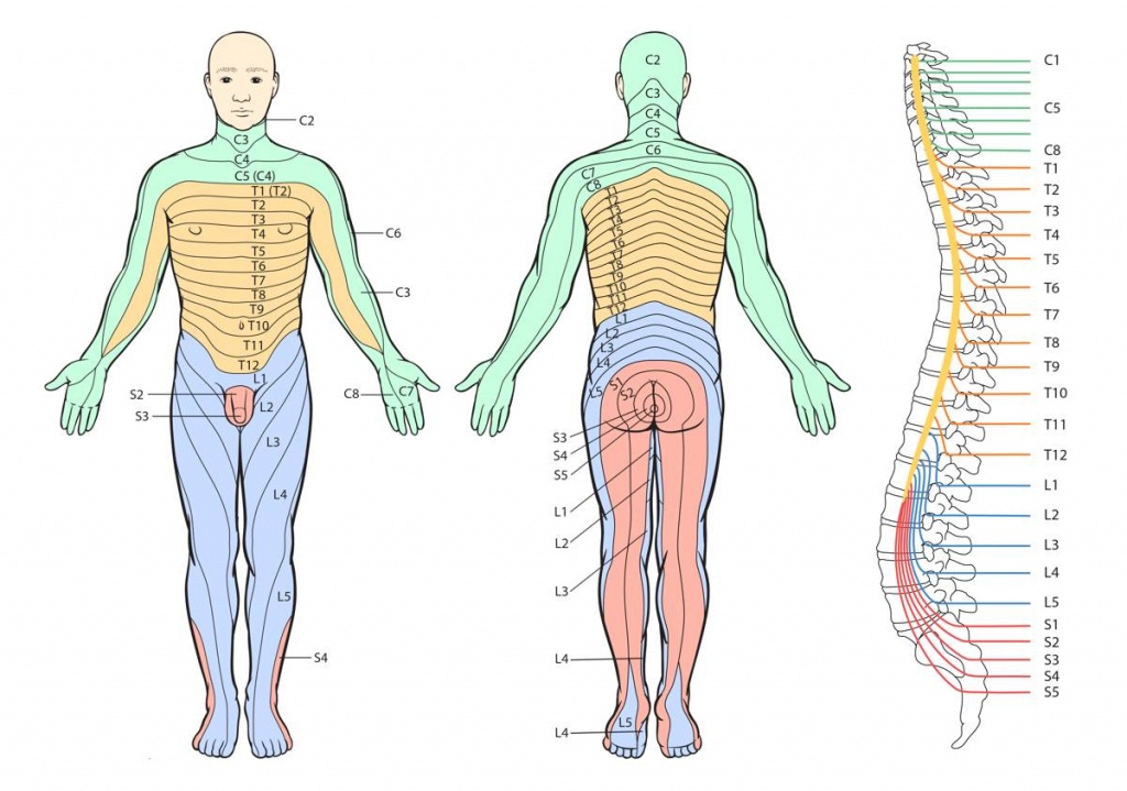 Printable Dermatome Chart - Total Life Care Compounding - Printable Dermatome Map