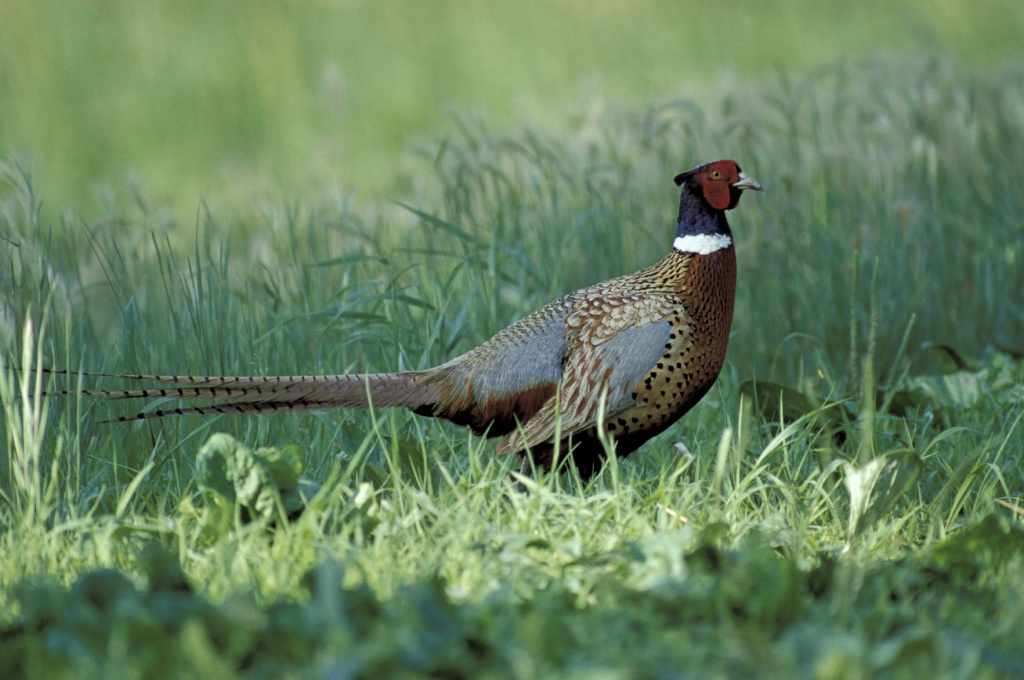 Ring-Necked Pheasant | Mdc Discover Nature - Texas Pheasant Population Map