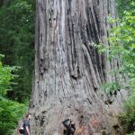 Ten Must See Redwood Trees   Giant Redwoods California Map