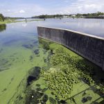 Toxic Blue Green Algae Plagues South Florida's Waterways; Governor   Florida Blue Green Algae Map