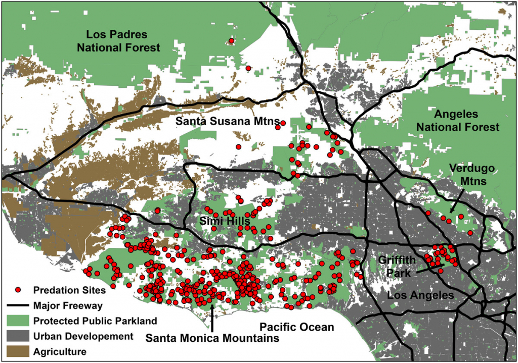 Where Do Mountain Lions Hunt In Los Angeles? - The Verge - Mountain Lions In California Map