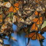 Where To See The Monarch Butterflies In California   Monarch Butterfly Migration Map California
