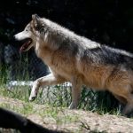 Wolves In Northern California Aren't Just Loping Through Anymore   Wolves In California Map